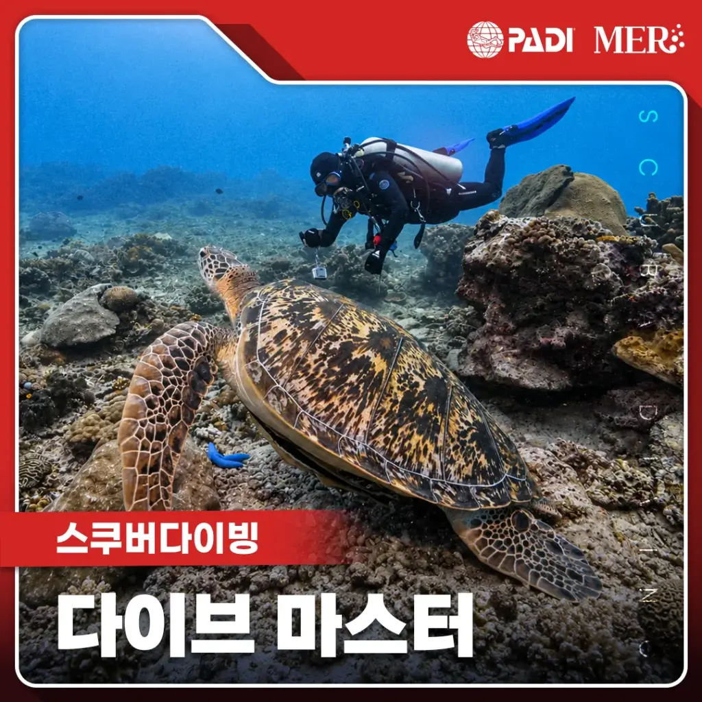 스쿠버 다이빙 다이브 마스터
